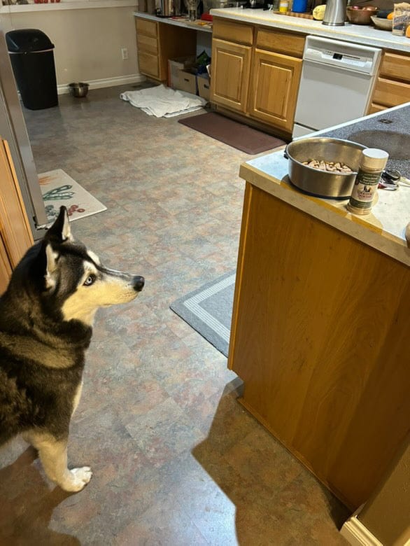 Freeze Dried Beef Liver Best Pet Food Topper 7 5 Pet Treats - lifestyle view
