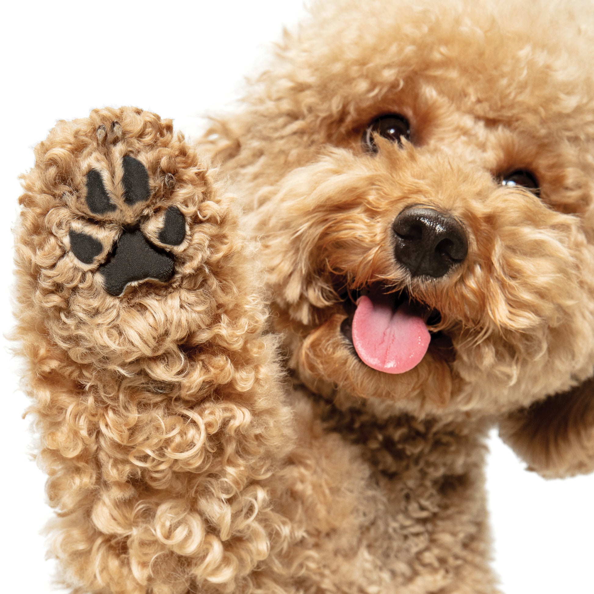 Certified Organic Paw Rescue (Great for Noses too!) - lifestyle view