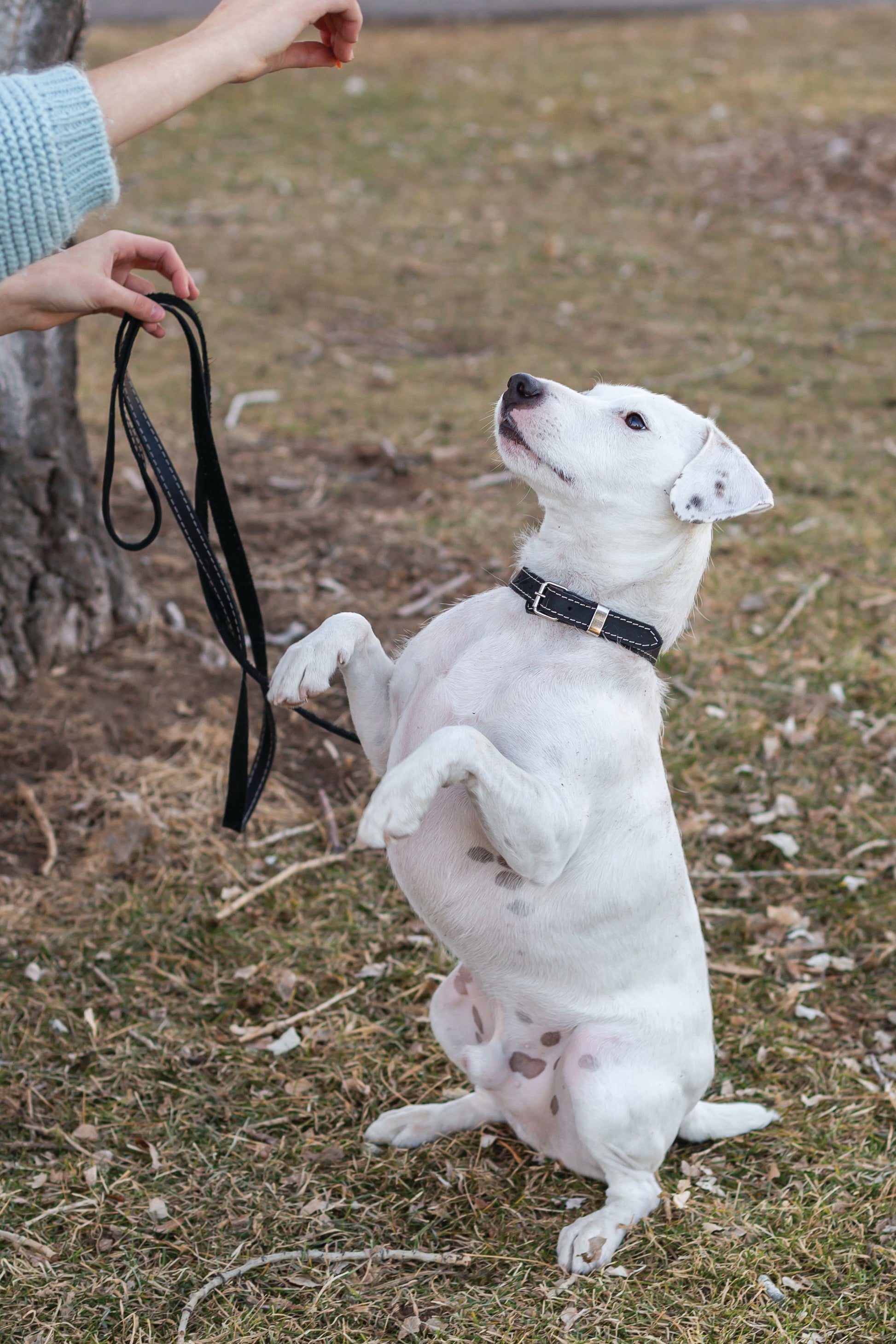 Dog Collar Traditional Black Leather Collar for Daily Use - lifestyle product image for dog collar