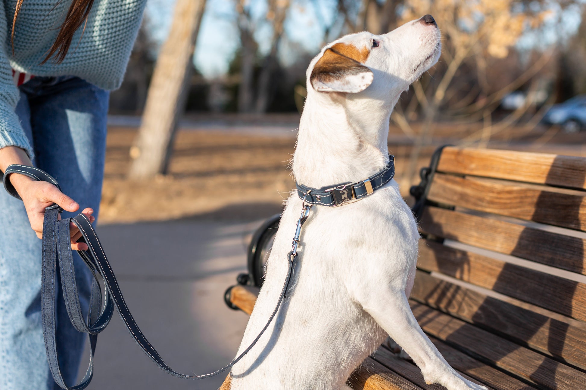 Dog Collar Pro Line Hunting Blue Jeans Leather Leash main product image for dogs and cats