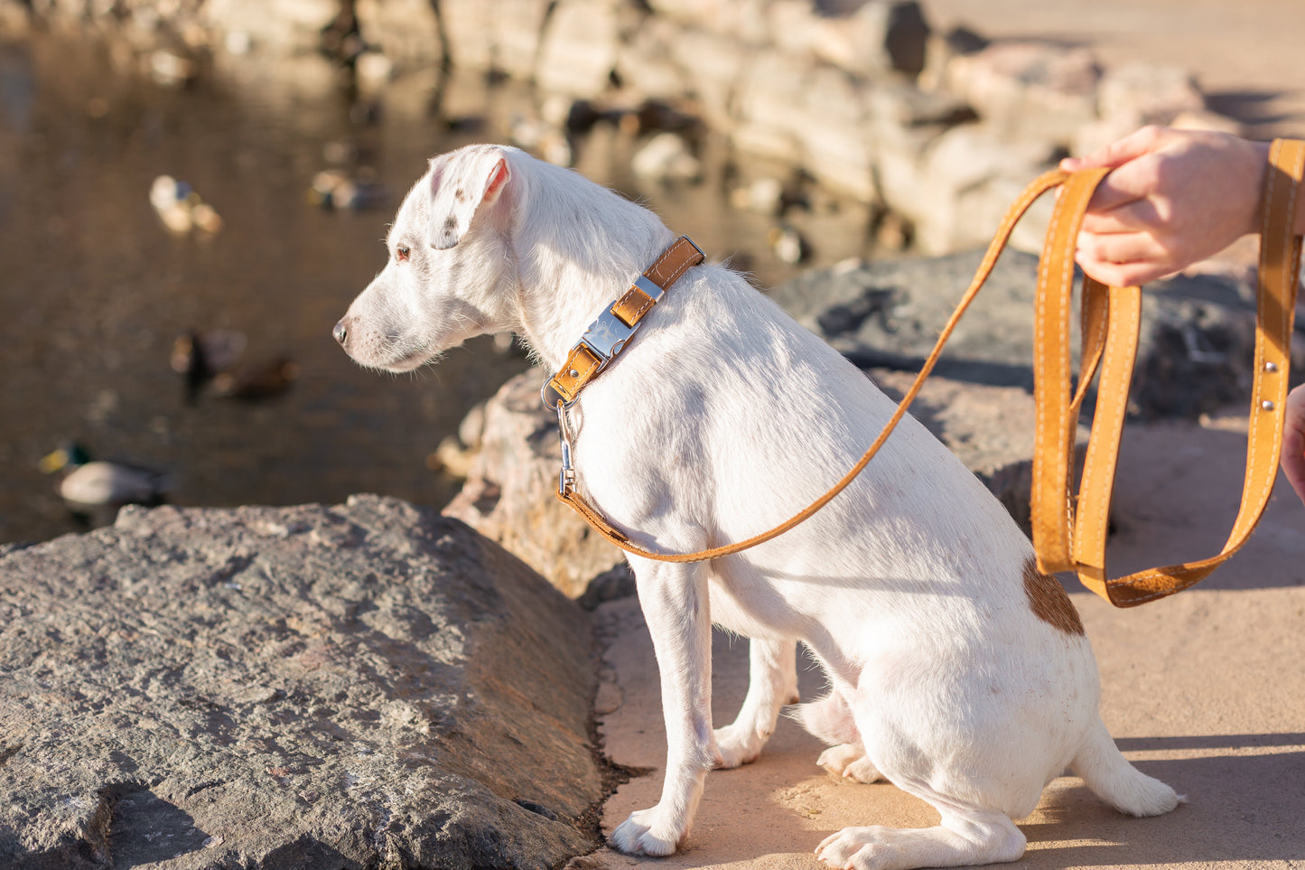 Dog Collar Pro Line Quick-Release Khaki Leather Collar with - size and texture image for dog collar