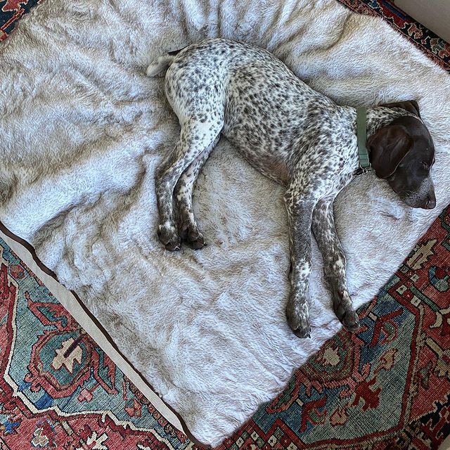 Pupprotector Summer Short Fur Waterproof Throw Blanket With - gallery image 7