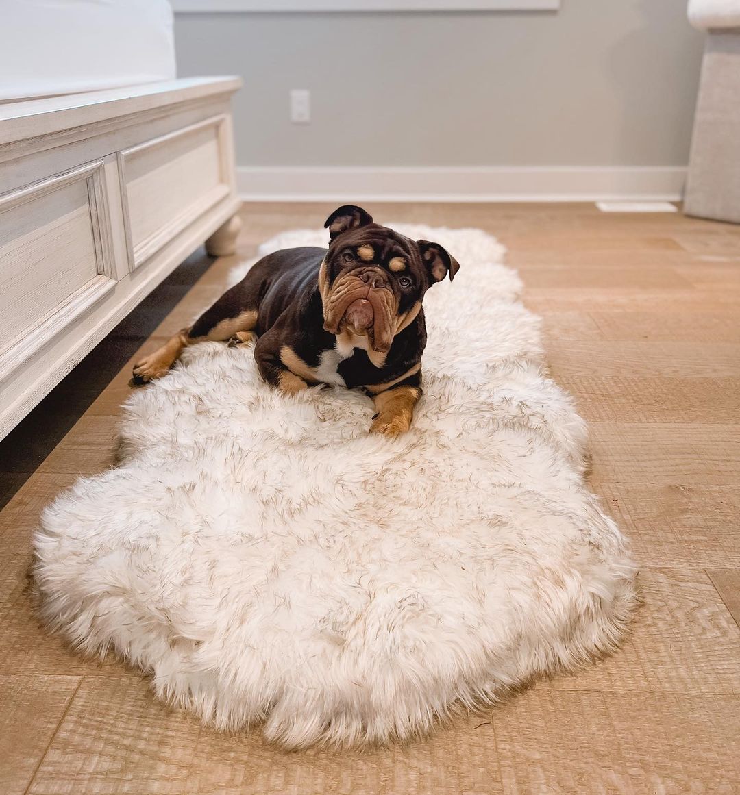 Puprug Runner Faux Fur Memory Foam Dog Bed Curve White With - gallery image 6