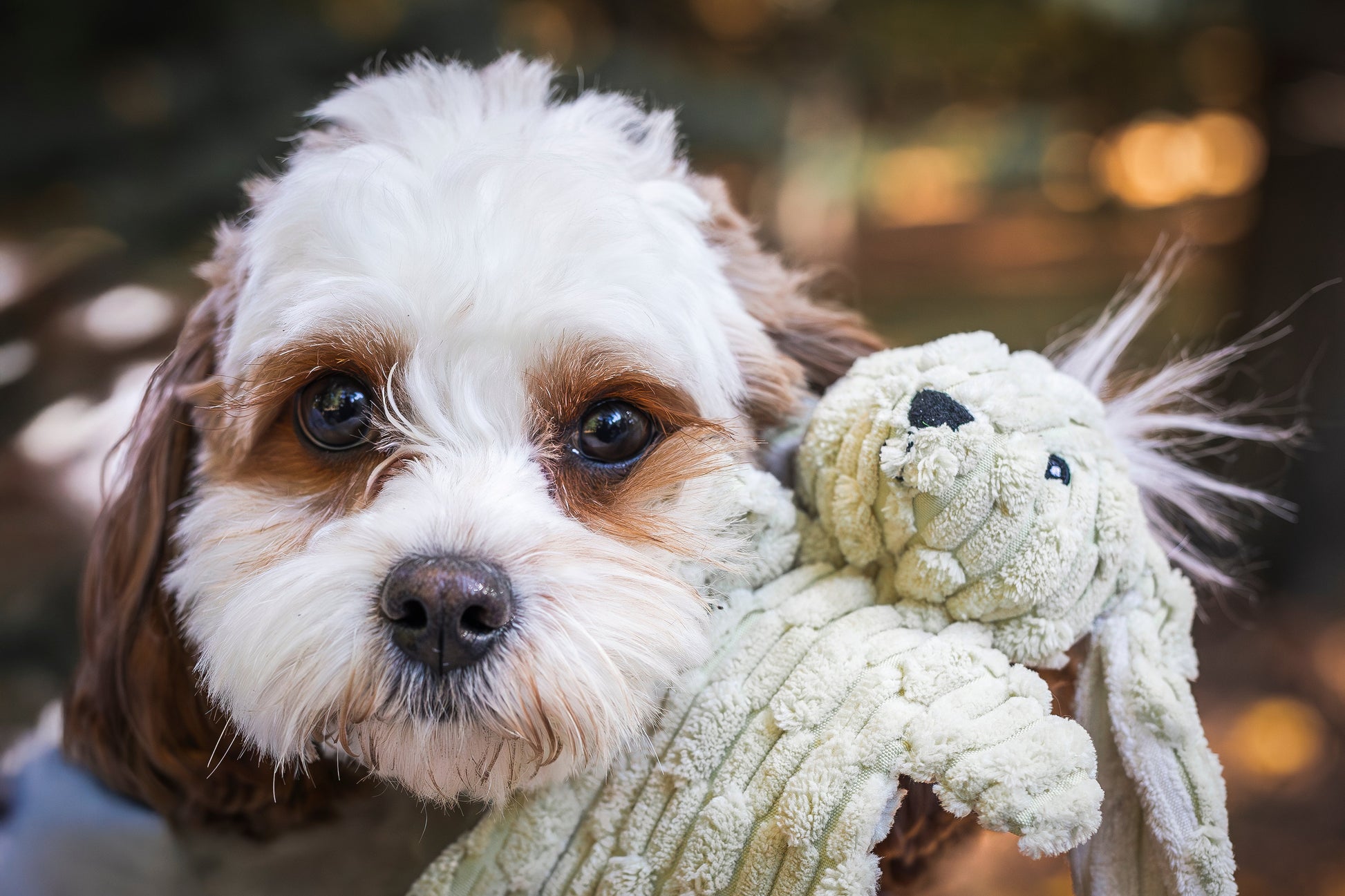 Dog Toy Barnyard HuggleFlatties Assorted Durable Plush Toys main product image for dogs and cats