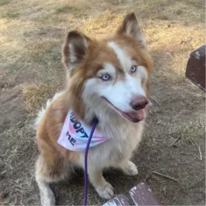 Dog Apparel Adopt Me Tie Dye Dog Bandana Best Seller Premium - gallery image 6