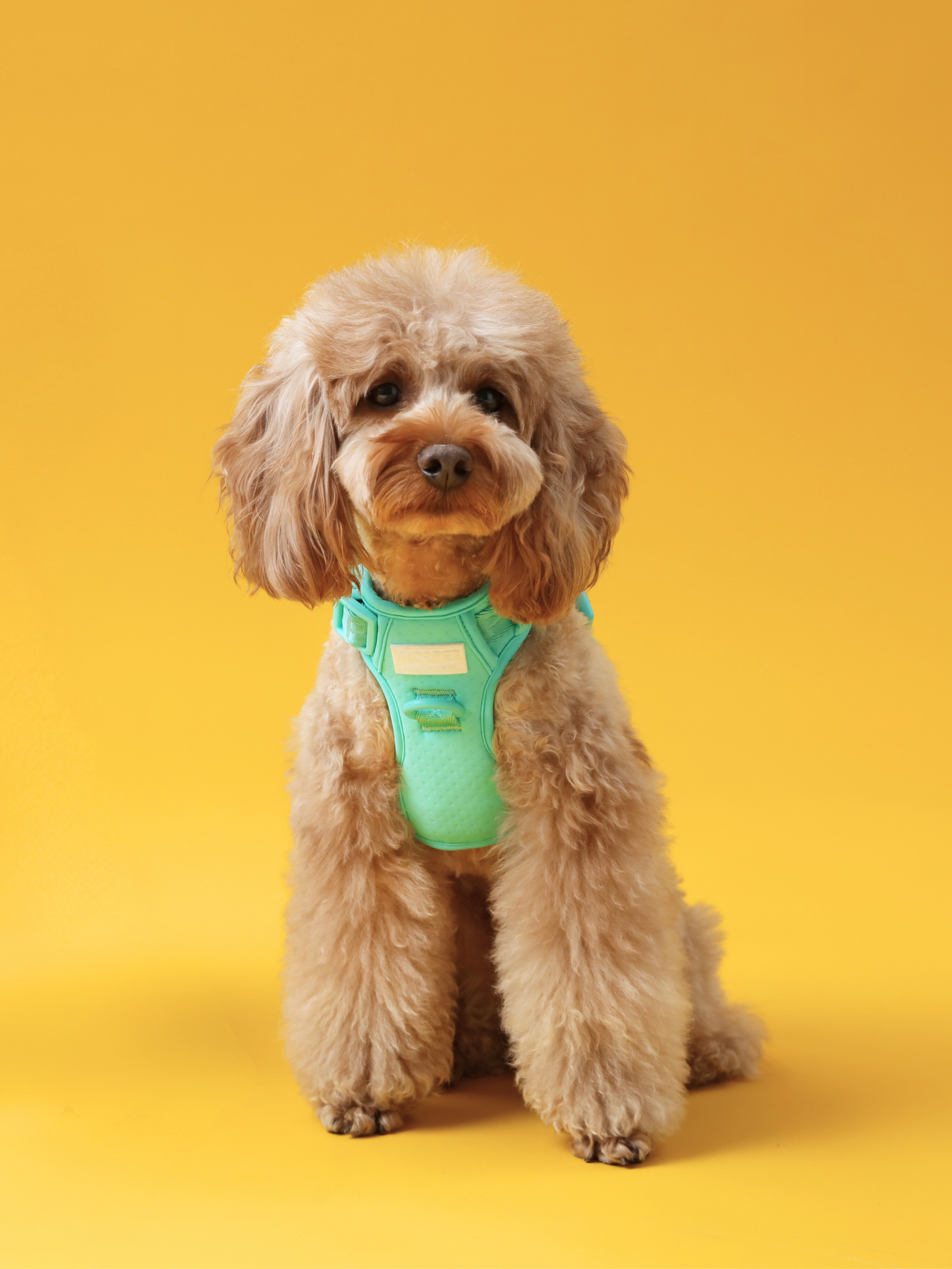 Dog Harness No Pull Active Fit Adjustable MINT GREEN Walking - gallery image 6