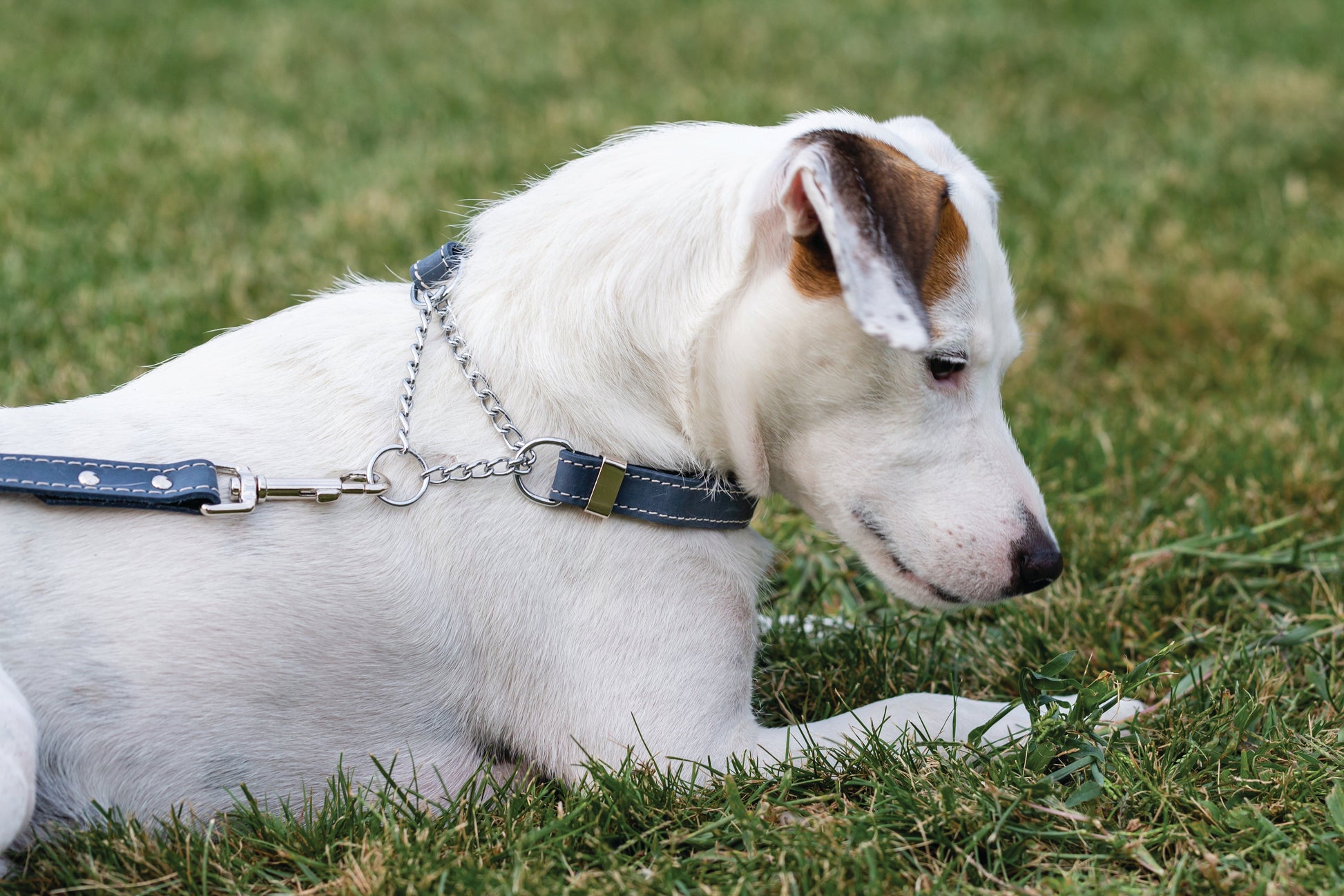 Dog Collar Martingale Blue Jeans Leather Collar for Comfort - close up product image for dog collar