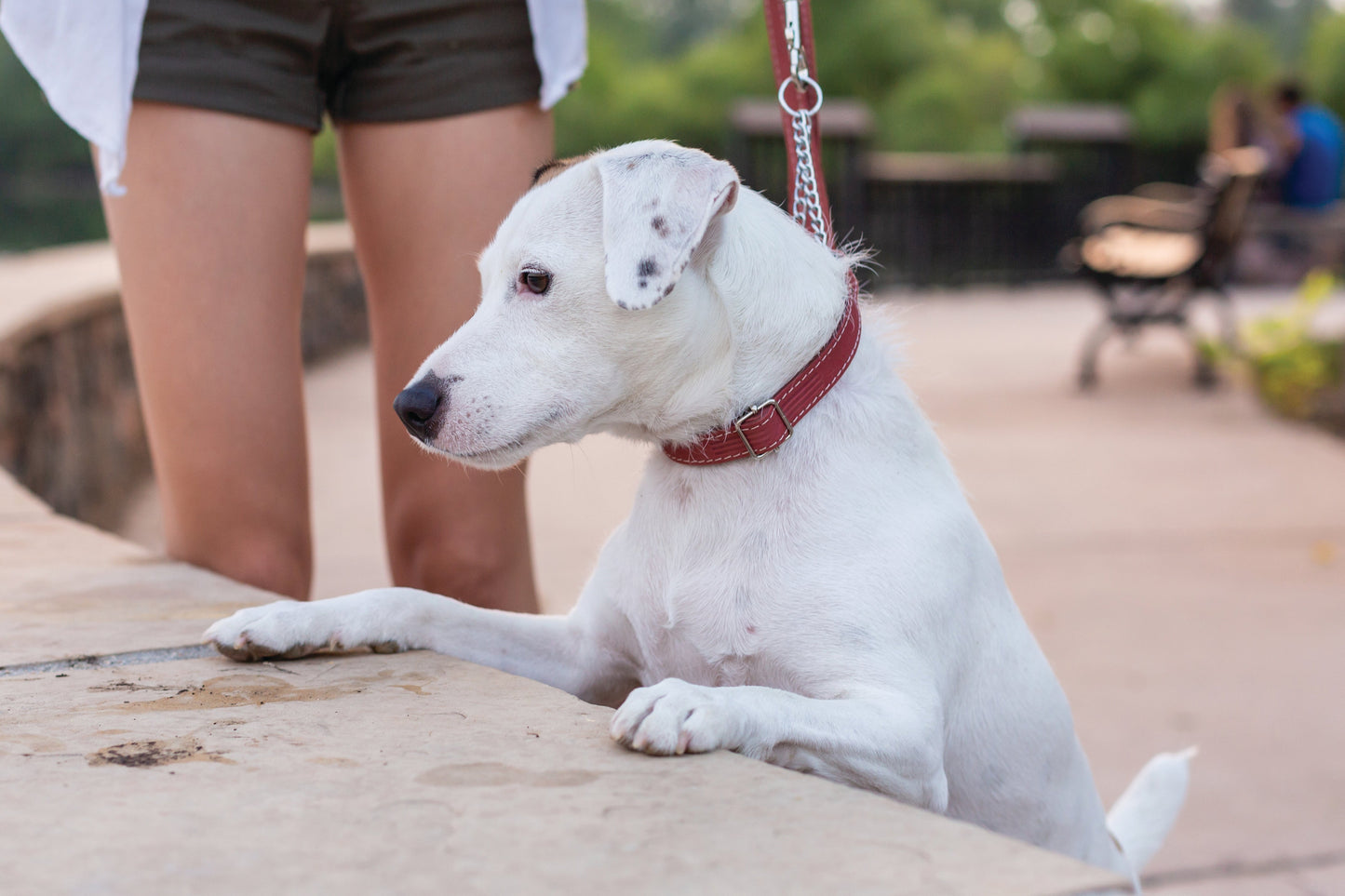 Dog Collar Martingale Coral Reef Leather Collar for Comfort - close up product image for dog collar