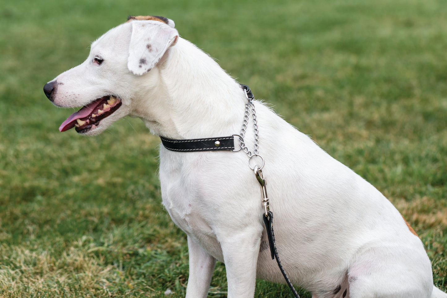 Dog Collar Martingale Midnight Black Leather Collar main product image for dogs and cats