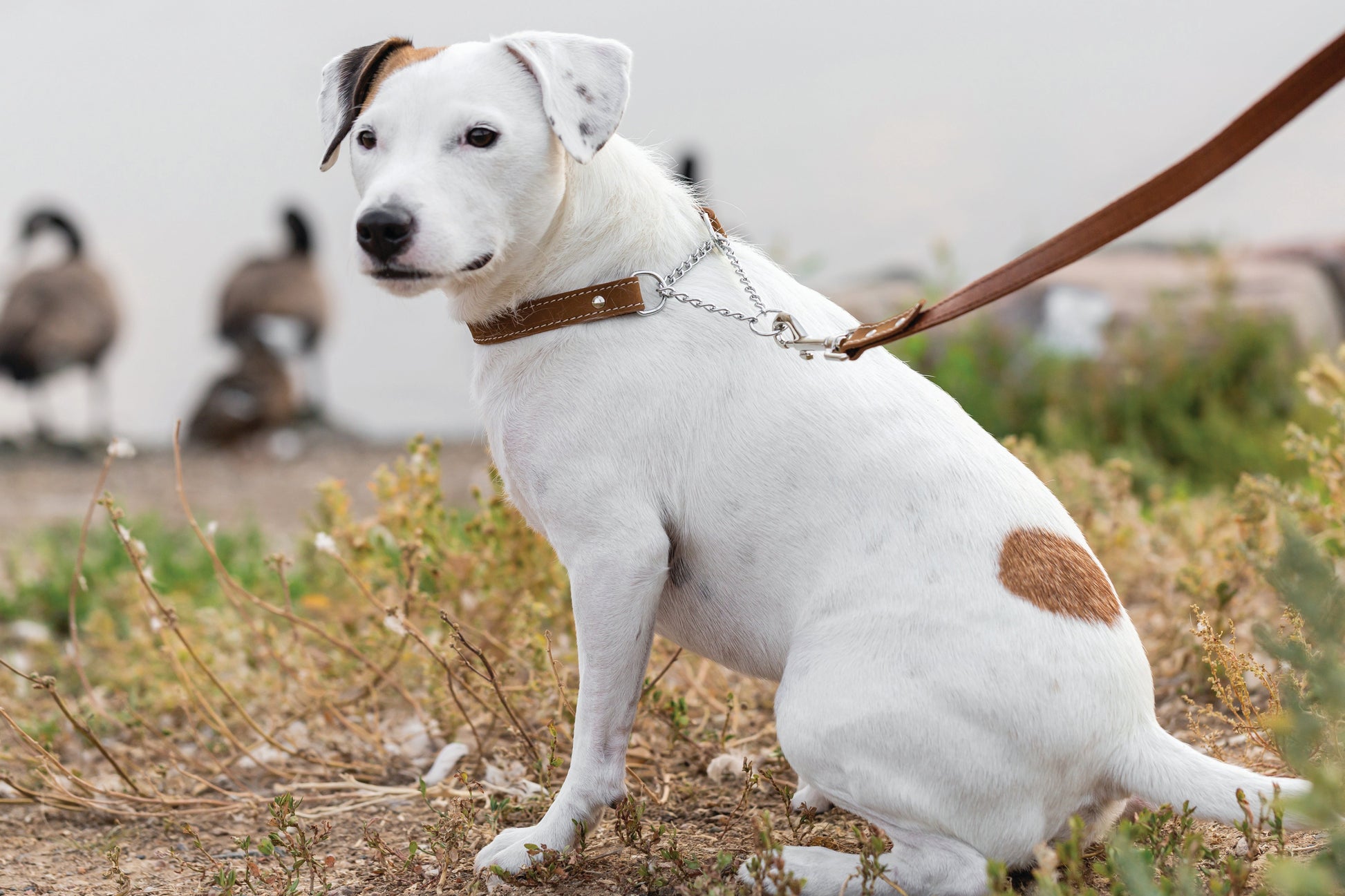 Dog Collar Martingale Earth Brown Leather Collar for Comfort main product image for dogs and cats