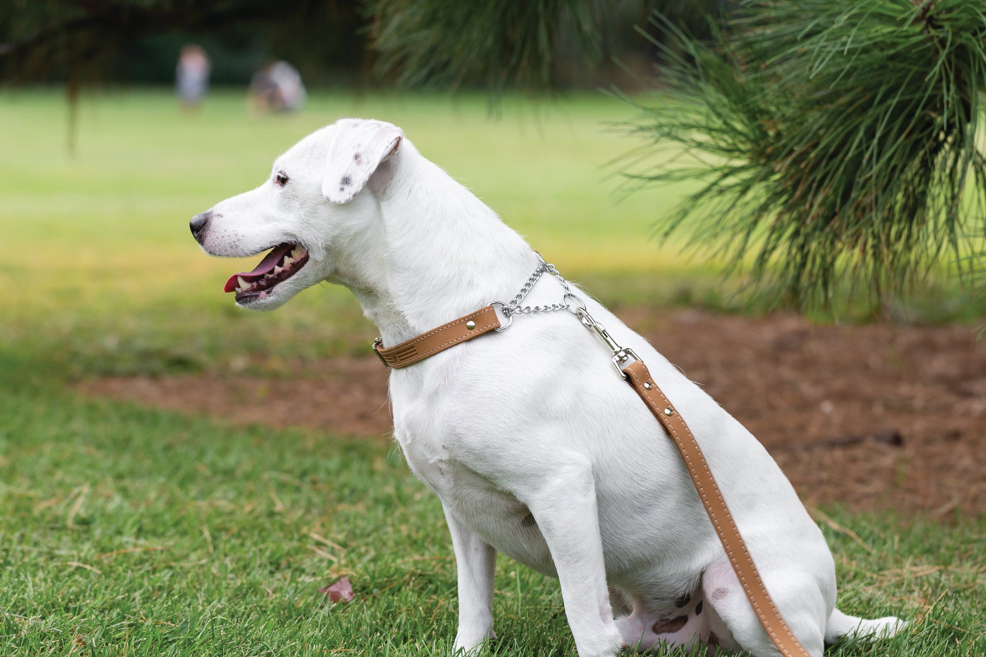 Dog Collar Martingale Khaki Leather Collar for Daily Use main product image for dogs and cats