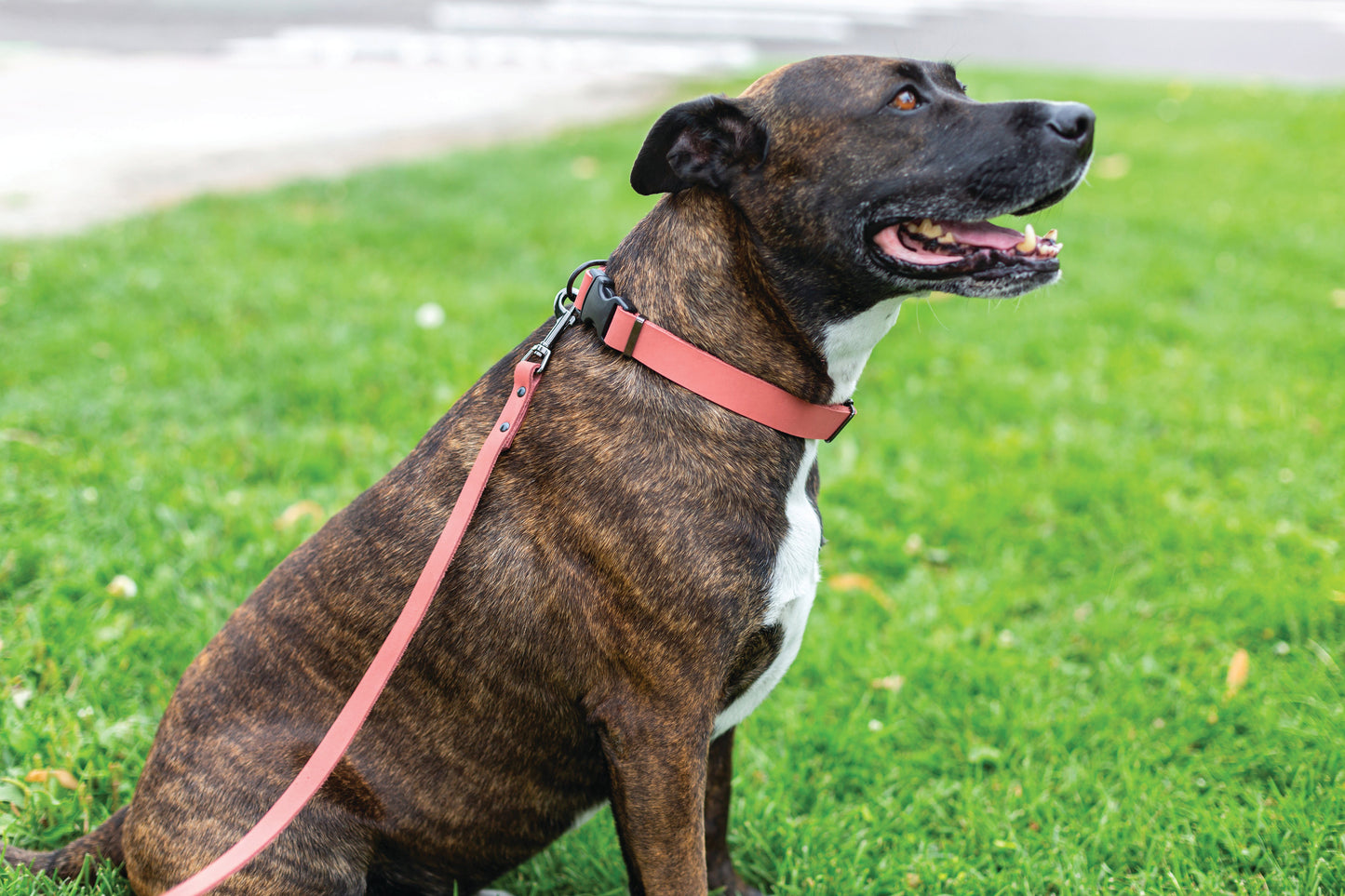 Dog Collar Sport Style Coral Reef Leather Collar for Comfort - close up product image for dog collar