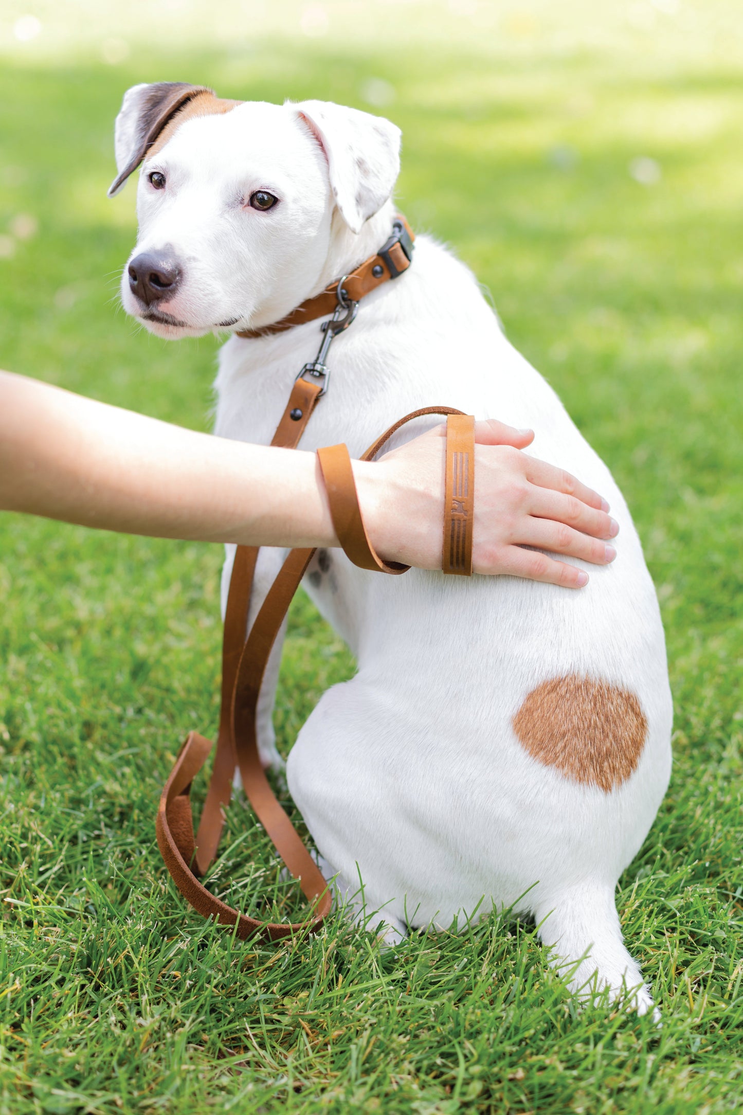 Dog Collar Sport Style Earth Brown Leather Leash for Comfort main product image for dogs and cats