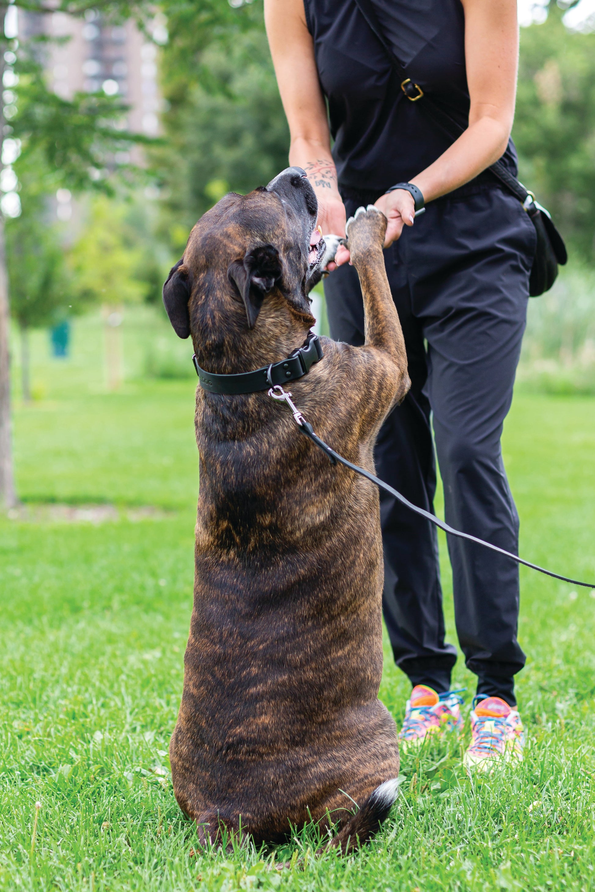 Dog Collar Sport Style Midnight Black Leather Leash main product image for dogs and cats