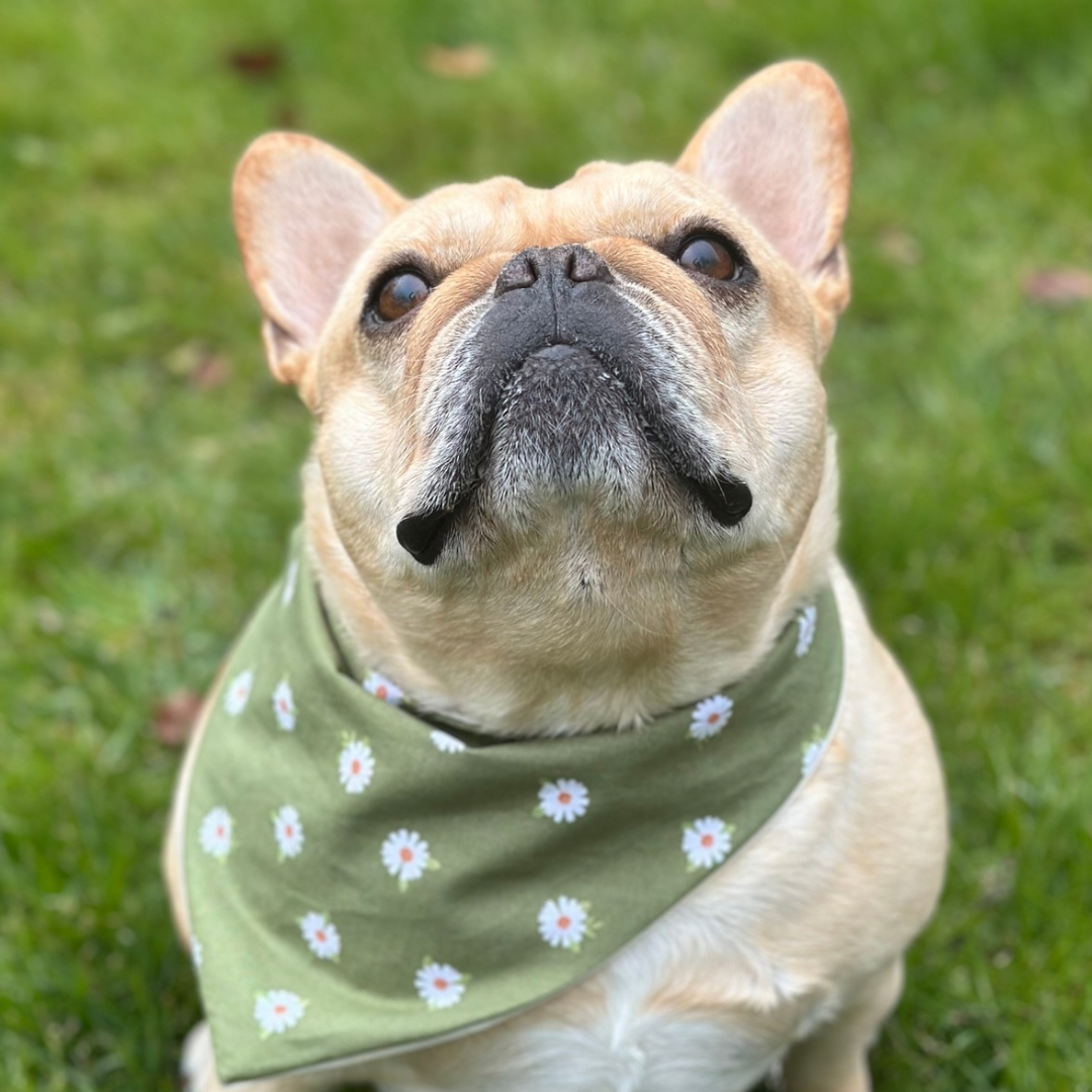 Daisy Dog Bandana - lifestyle view