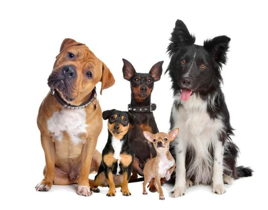 Pet Wireless Trainer And Bark Stop Device Dog Training Pet - detail view