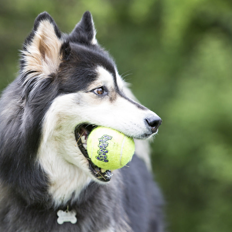 KONG SqueakAir Tennis Balls Fetch Dog Toy Durable Play - lifestyle view