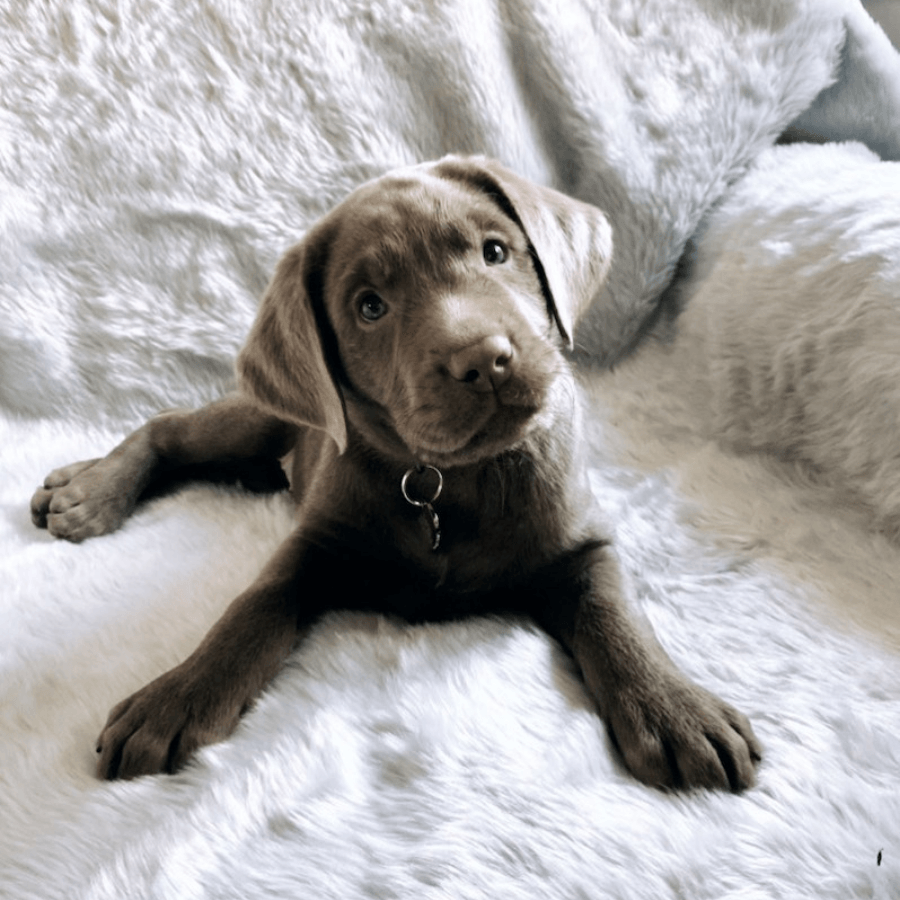 Pupprotector Summer Short Fur Waterproof Throw Blanket Pet - gallery image 9