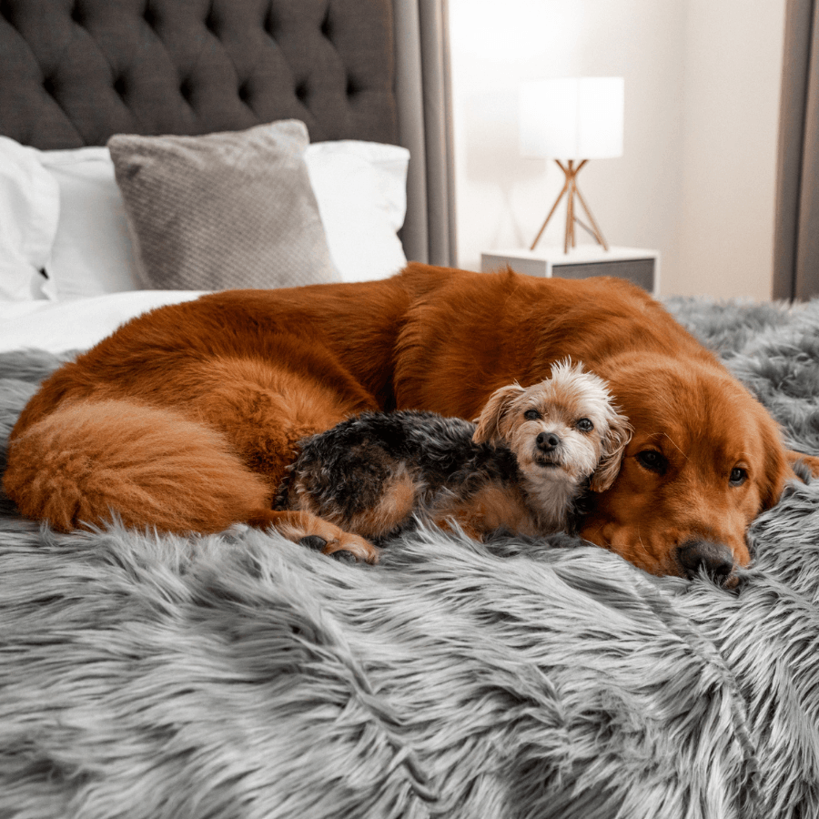 Pupprotector Waterproof Throw Blanket Charcoal Grey Pet Bed - gallery image 7