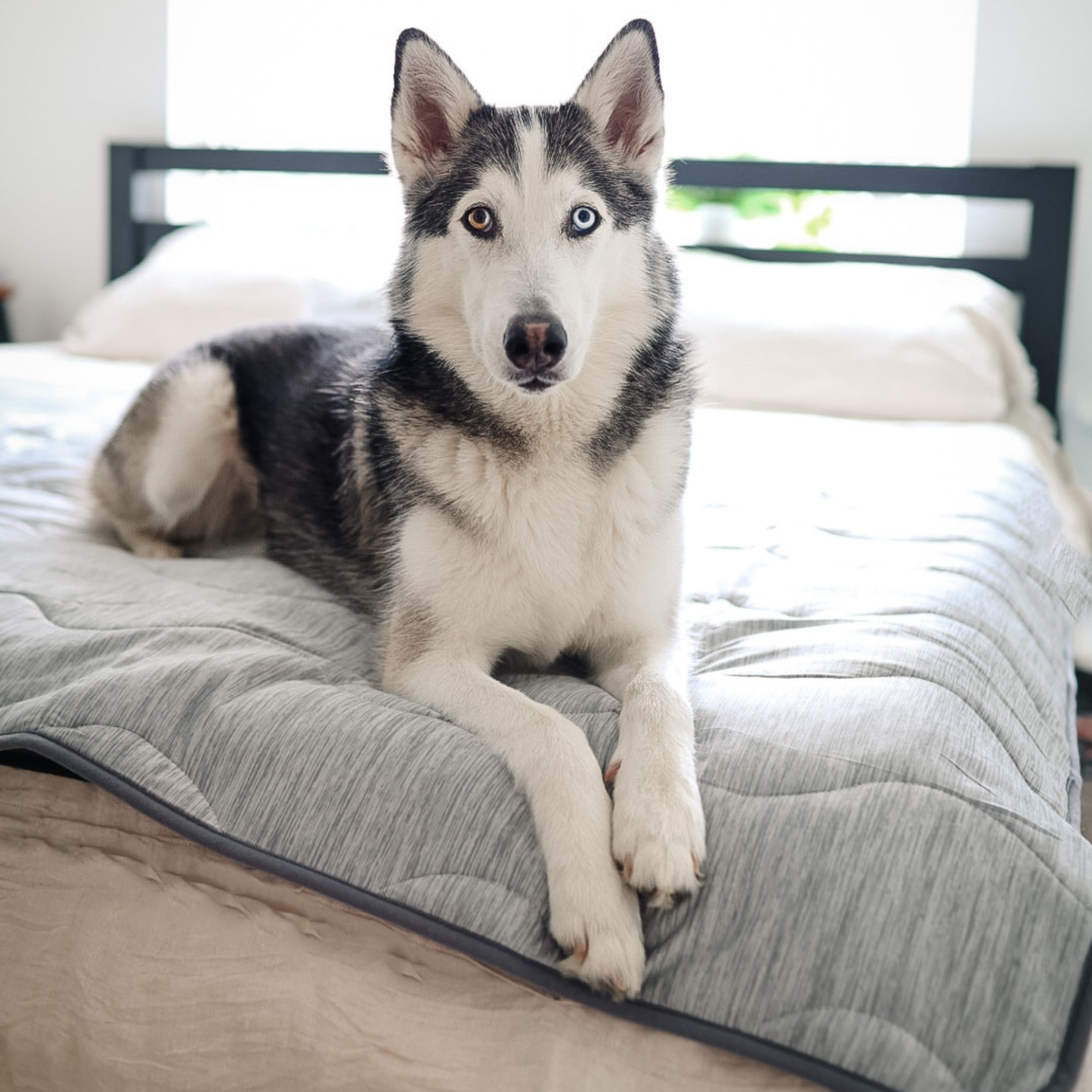 Pupchill Cooling Waterproof Blanket Arctic Grey Washable - lifestyle view