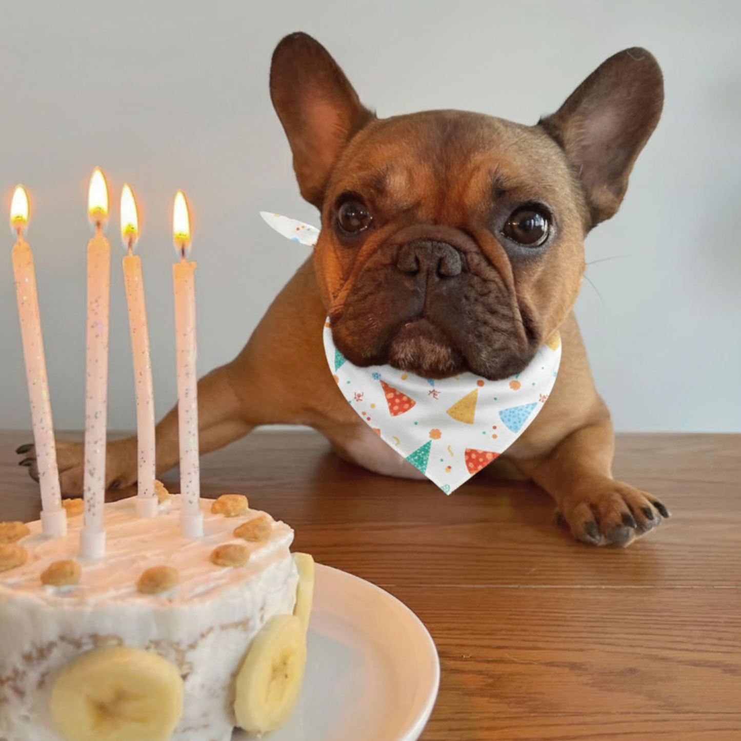 Birthday Dog Bandana - close up view
