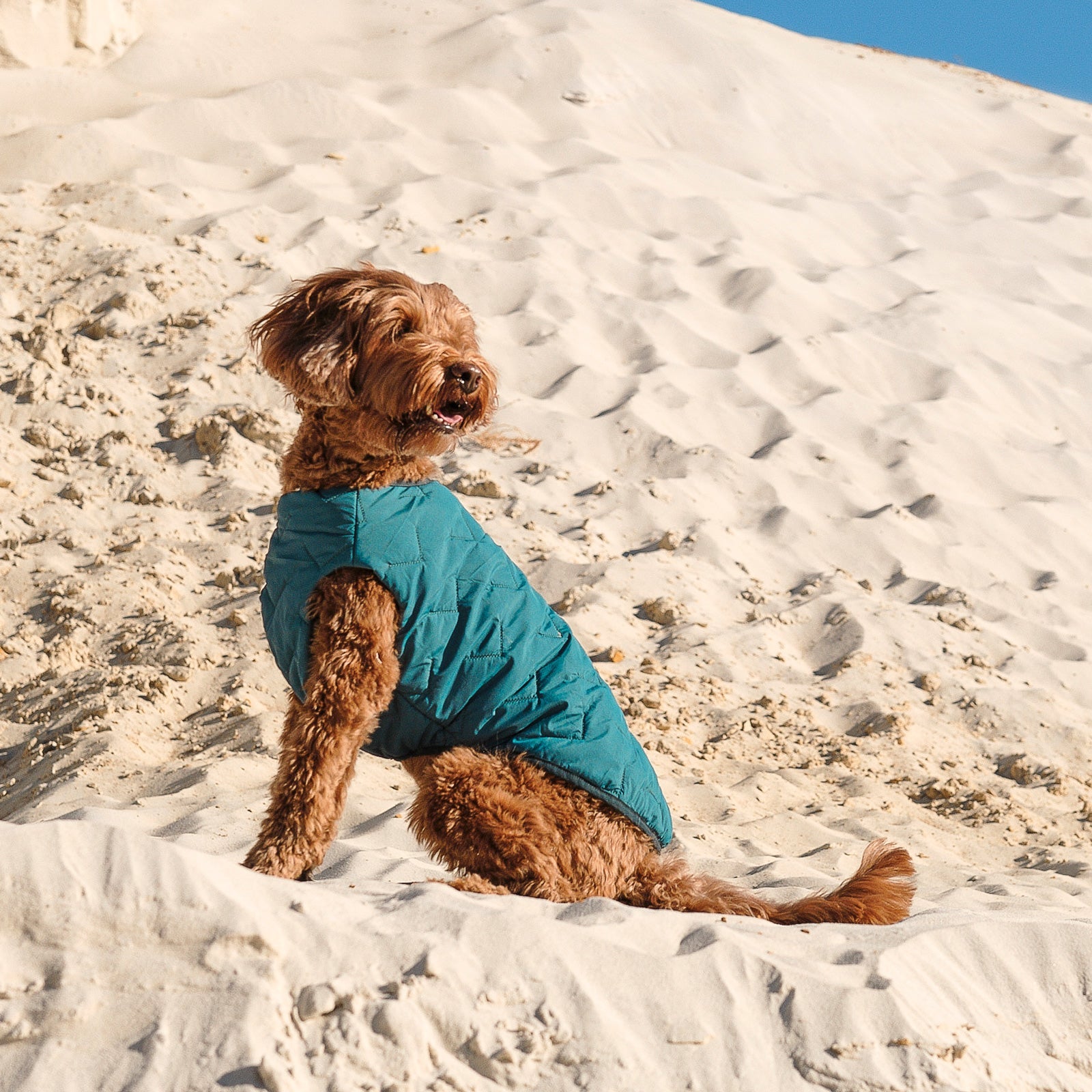 Dog Apparel Sustainable Eco-Friendly Jacket Vest Made in - gallery product image for dog apparel