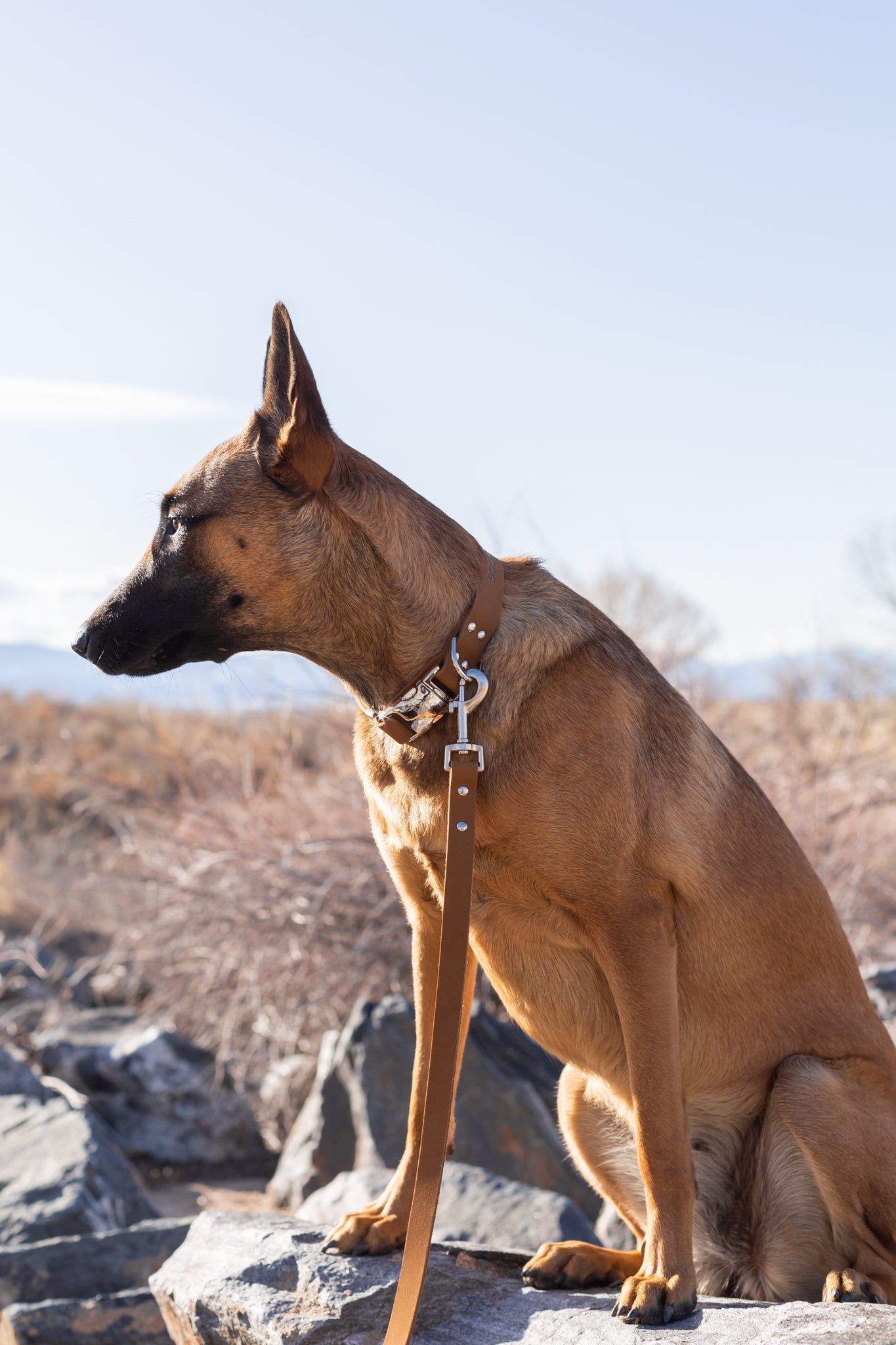 Dog Collar Modern Style Quick-Release Earth Brown Leather main product image for dogs and cats