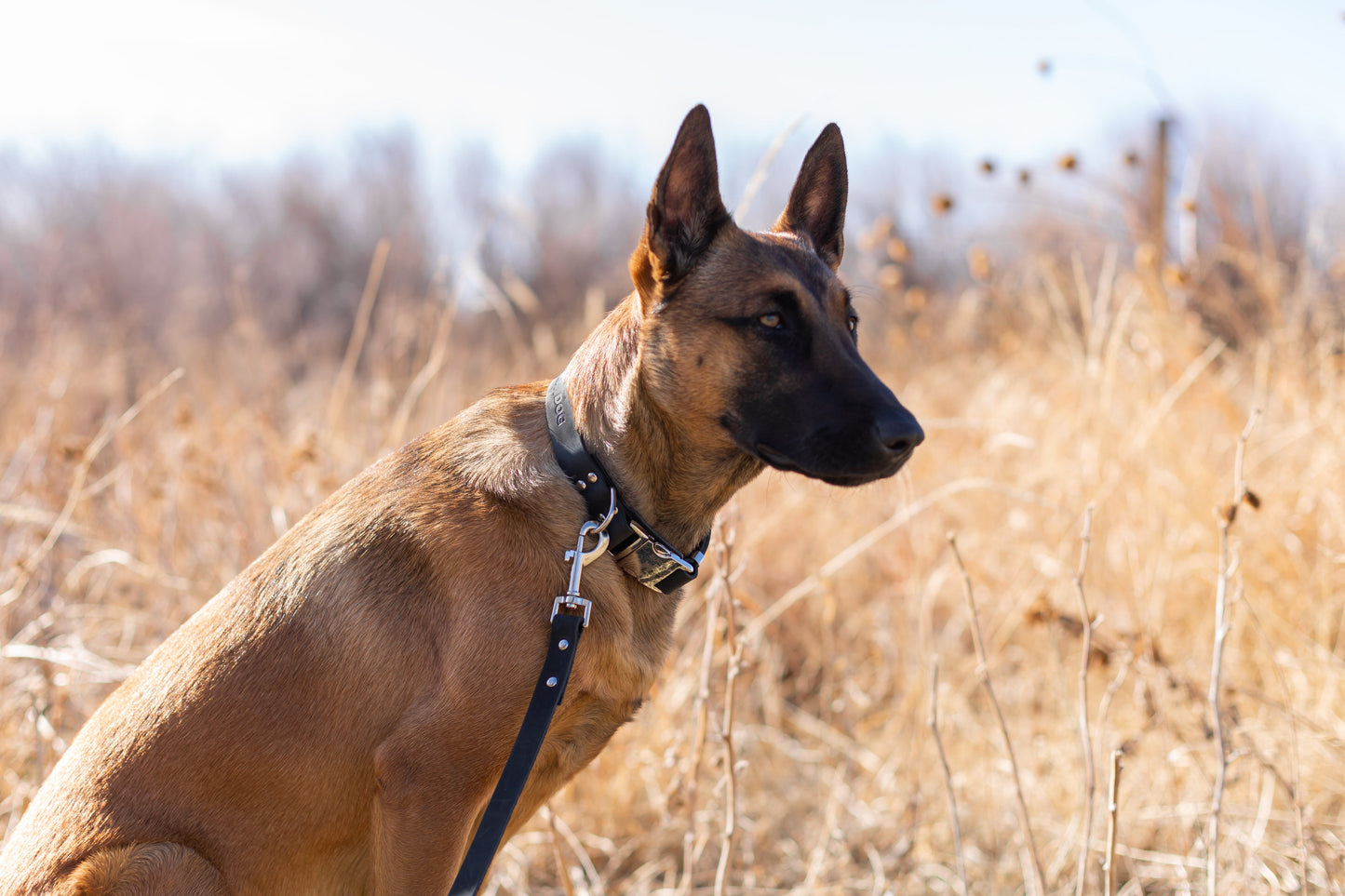 Dog Collar Modern Style Quick-Release Midnight Black Leather main product image for dogs and cats
