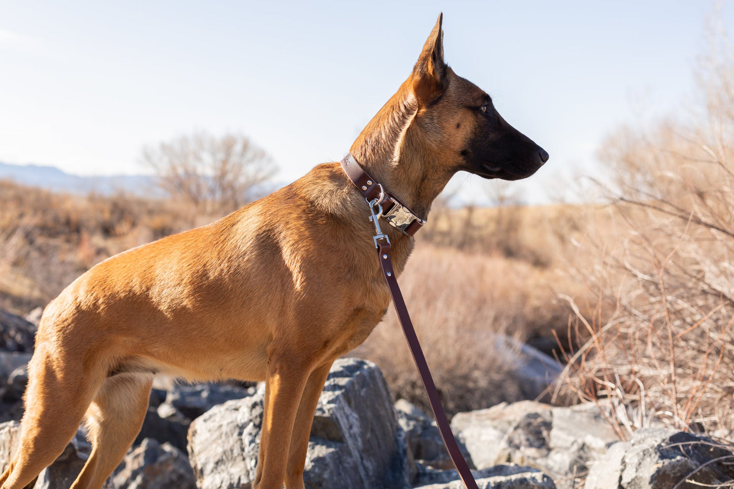 Dog Collar Modern Style Quick-Release Chocolate Leather main product image for dogs and cats