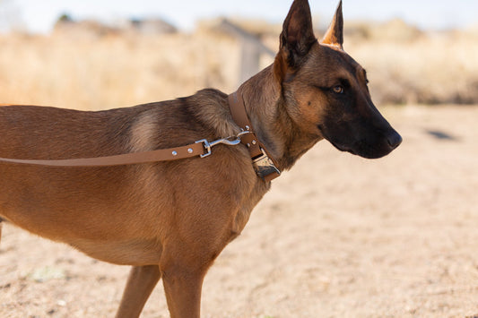 Dog Collar Modern Style Khaki Leather Leash for Daily Use - detail product image for dog collar