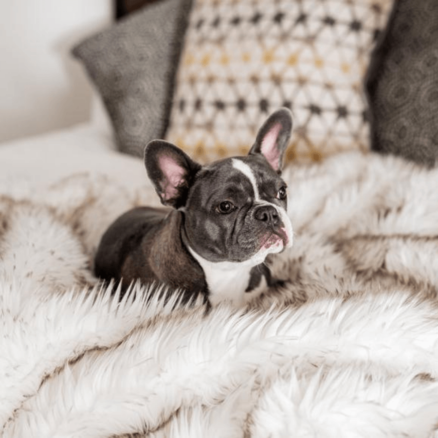 Pupprotector Waterproof Throw Blanket White With Brown Pet - gallery image 15
