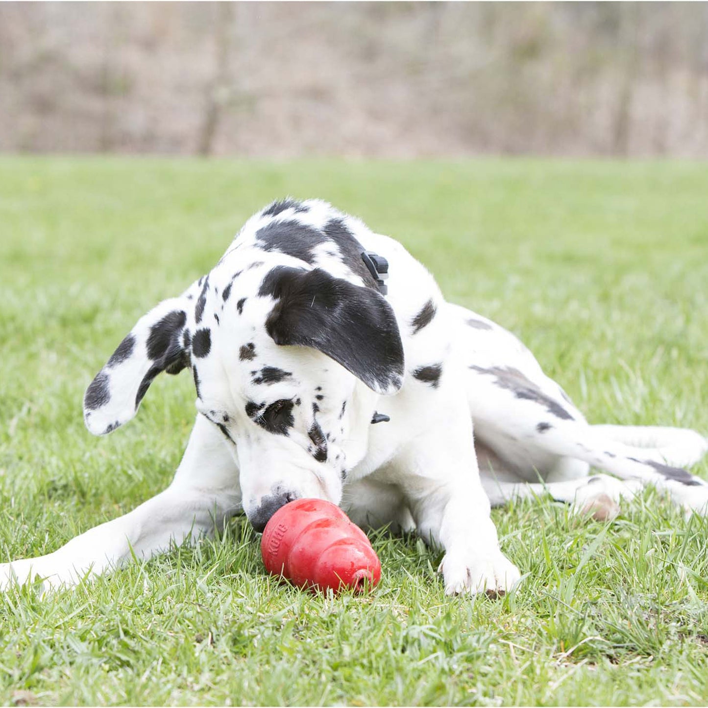 Dog Treats Kong Variety Chews 5oz Training Rewards Premium - lifestyle view