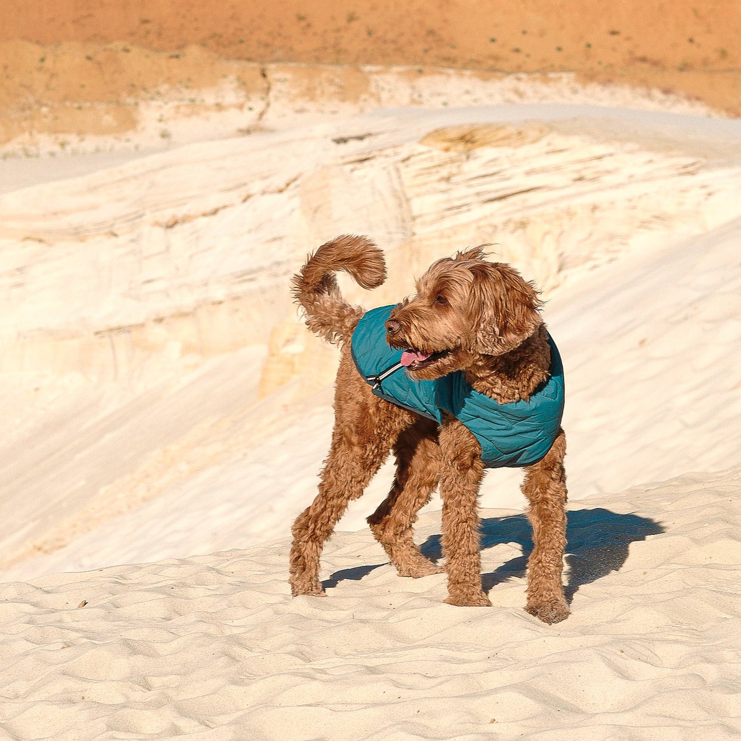 Dog Apparel Sustainable Eco-Friendly Jacket Vest Made in - gallery product image for dog apparel