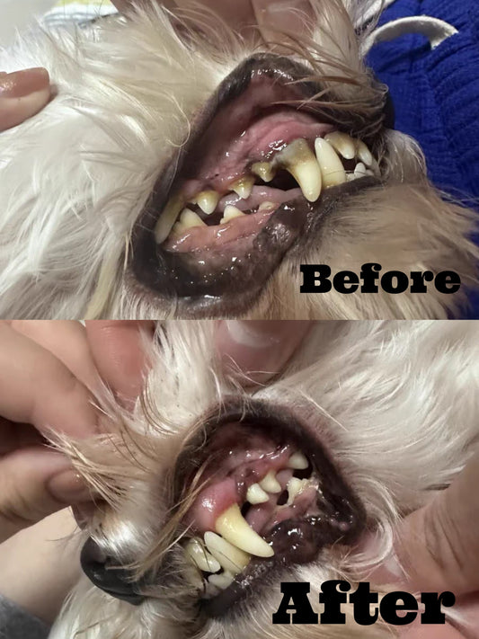 Anesthesia-Free Pet Dental Cleaning Kit: Professional Ultrasonic Tartar Remover & Electric Toothbrush for Dogs & Cats by Dr.
