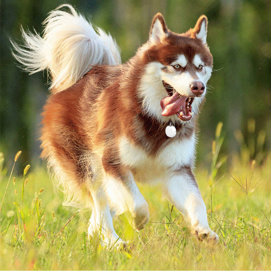 Pet Mini Gps Locator Dog Training Supplies Premium Pet - detail view
