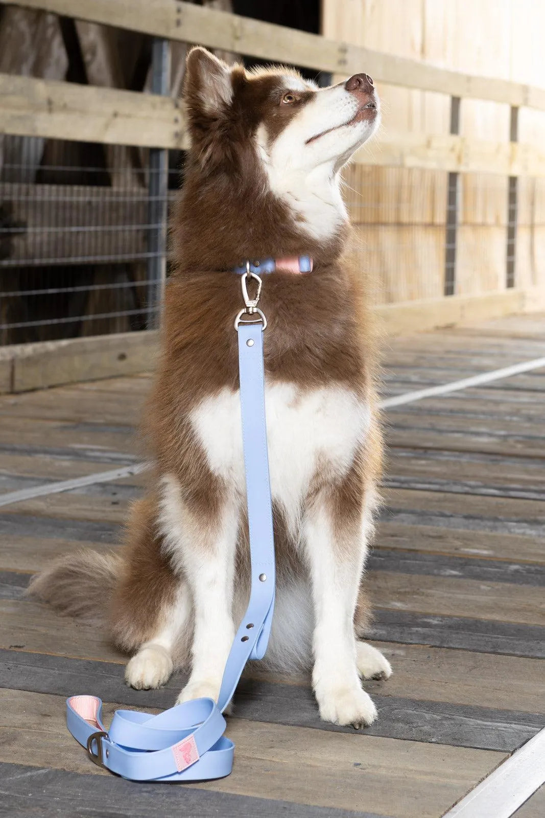 Dog Collars Adjustable Walking Gear Adjustable Blue Comfort - lifestyle view