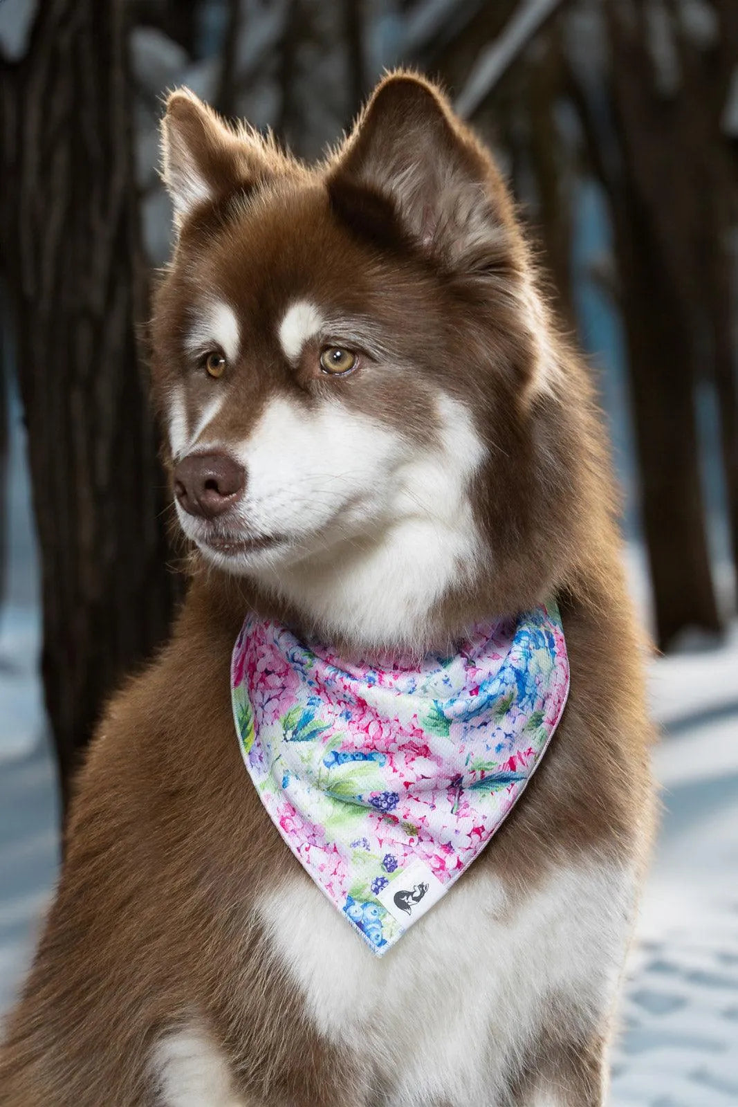 Hydrangea Haven Dog Bandana Dog Bandanas Premium Pet Supply - detail view