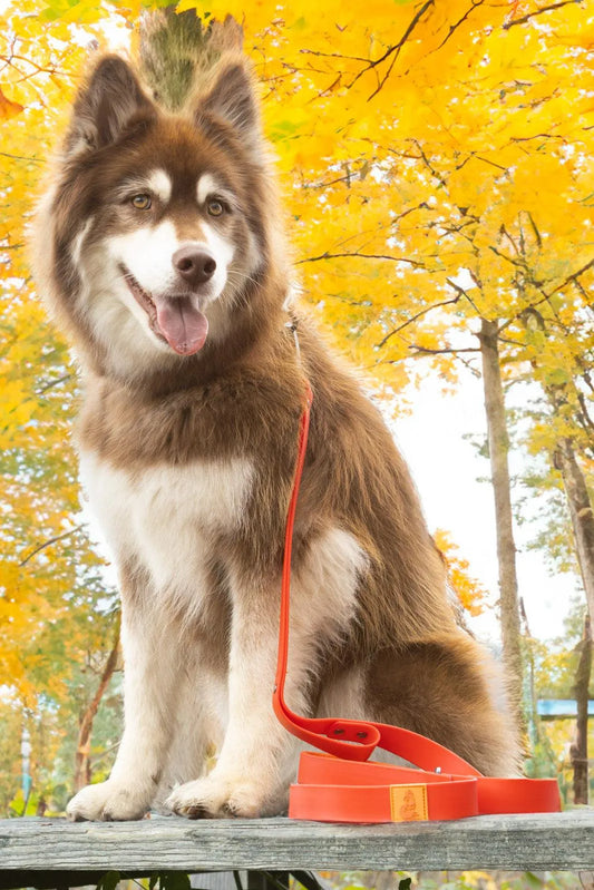 Scarlet Peaks Waterproof Leash Adjustable Dog Walking Gear - main product image