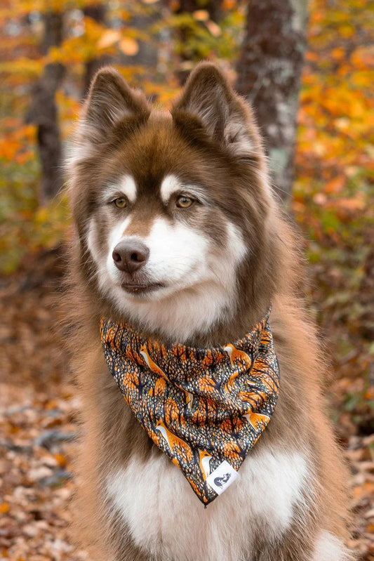 Foxes In Fall Dog Bandana Dog Bandanas Premium Pet Supply - detail view