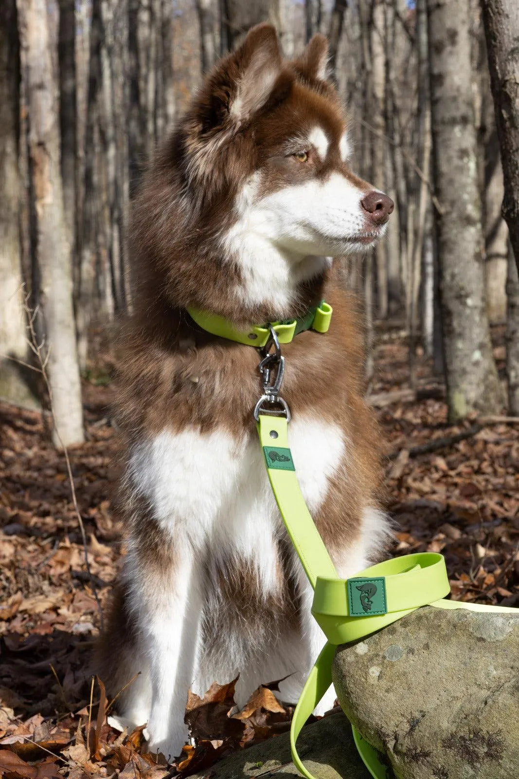 Mossy Pine Waterproof Leash Adjustable Dog Walking Gear - main product image