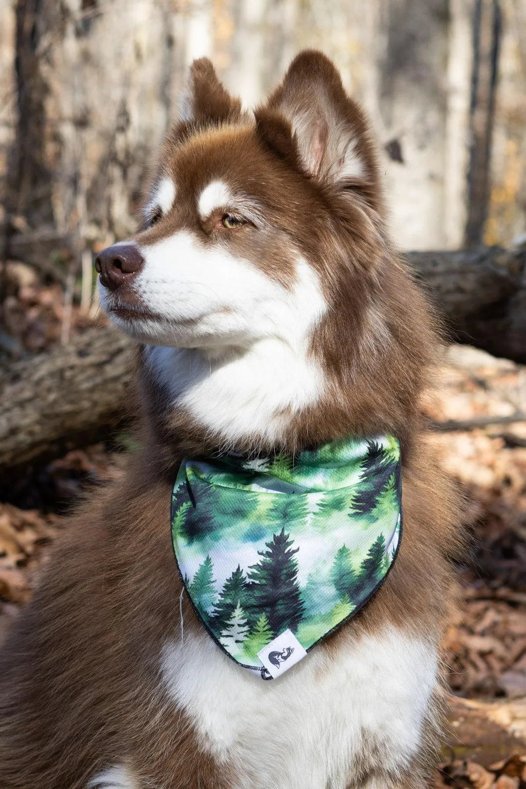 Evergreen Explorer Dog Bandana Dog Bandanas Premium Pet - detail view