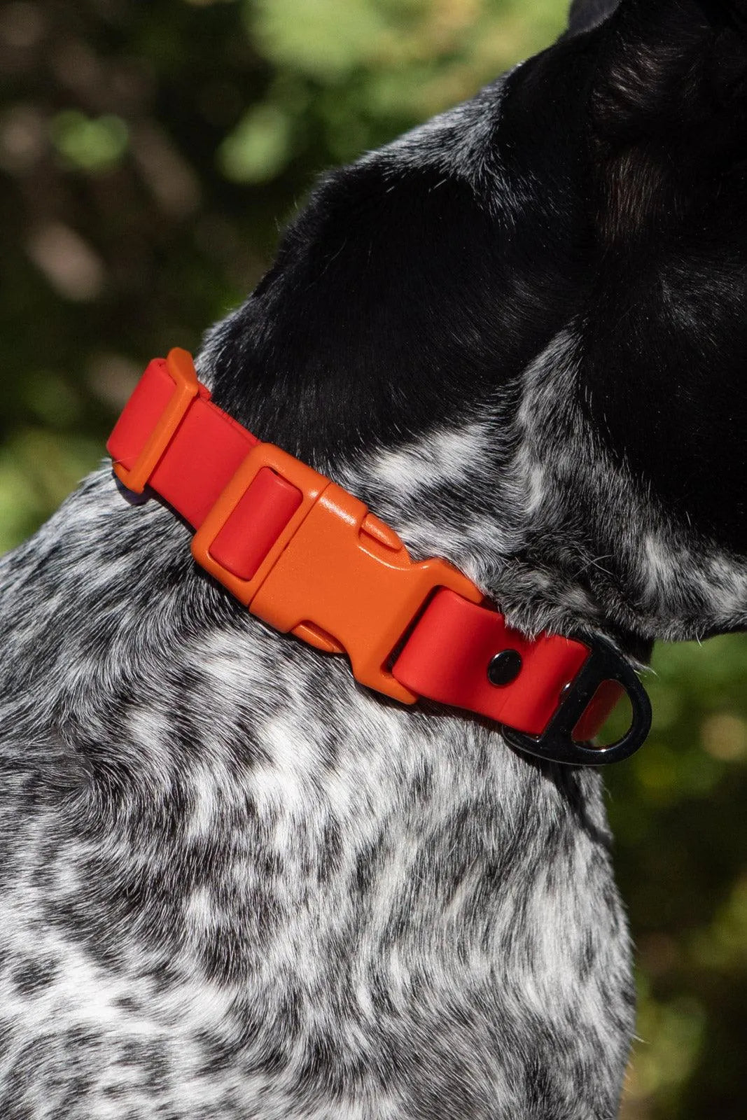 Scarlet Peaks Waterproof Dog Collar Adjustable Dog Walking - gallery image 6