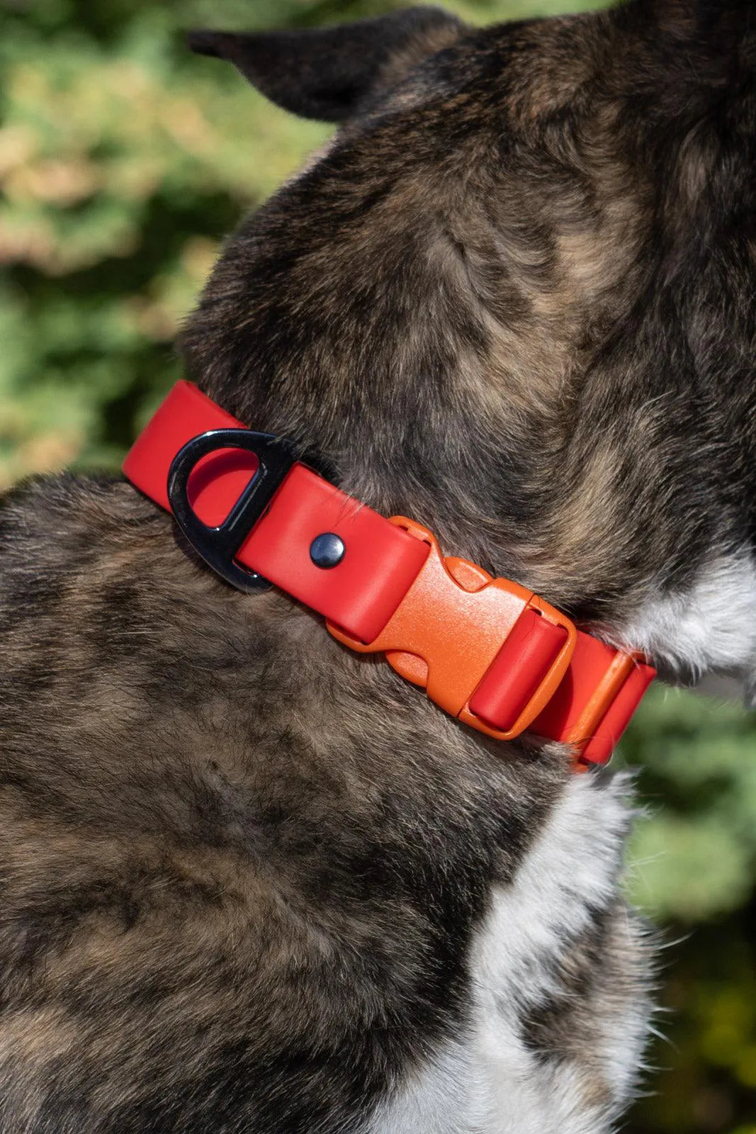 Scarlet Peaks Waterproof Dog Collar Adjustable Dog Walking - detail view