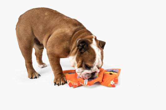 Aloha Nose Work Dog Toy - detail view | Dog Toys at Purrfect Pet Kingdom for Dogs and Cats