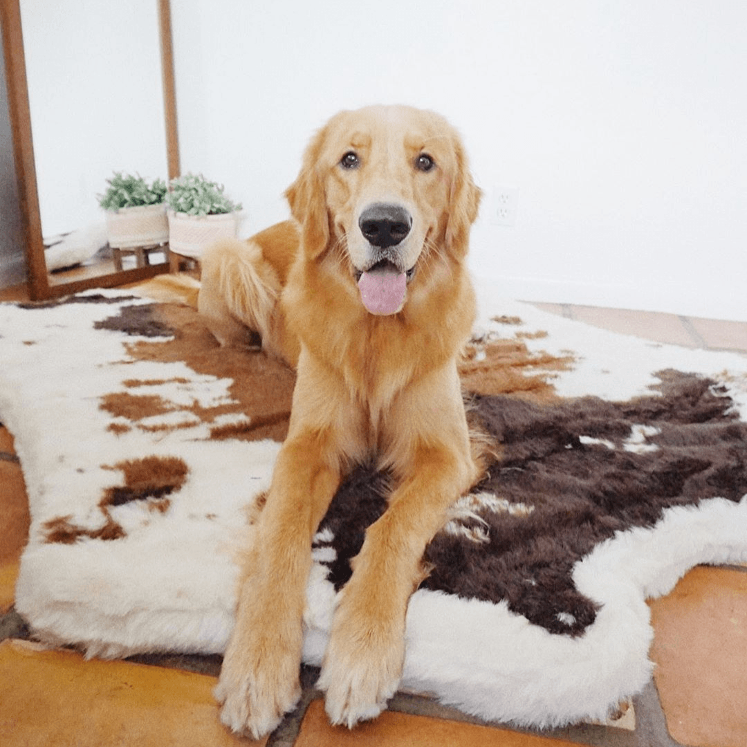 Memory Foam Dog Bed Faux Fur Brown Orthopedic Comfort Premiu - gallery image 10