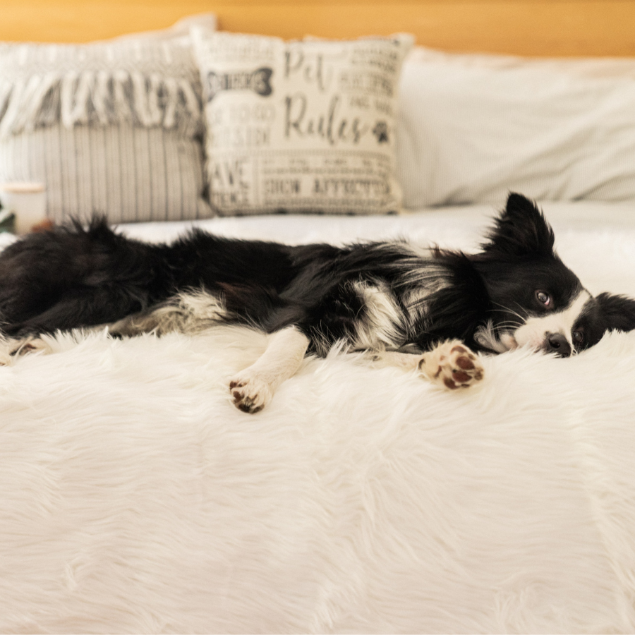Pupprotector Waterproof Throw Blanket Polar White Washable - gallery image 10