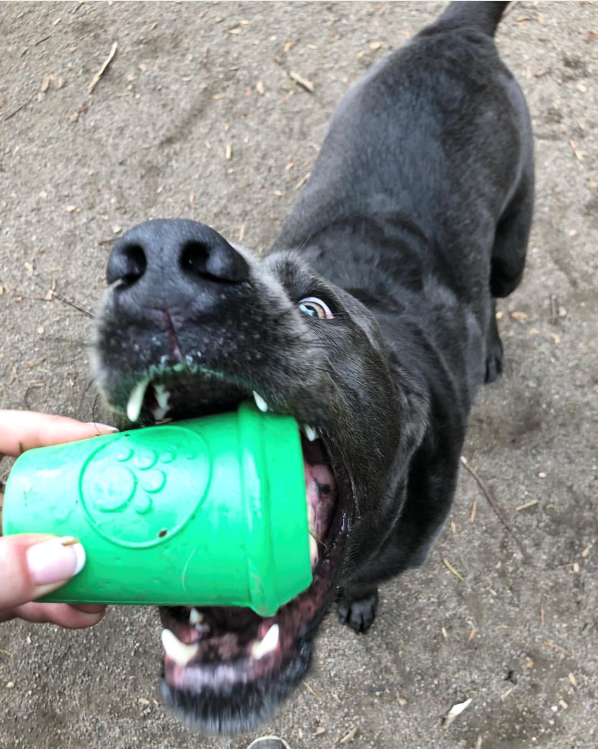 Coffee Cup Rubber Dog Chew Toy For Power Chewers Treat USA - gallery image 7
