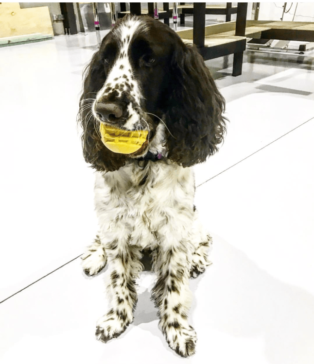 Dog Treat Toy Chew Enrichment Medium Yellow Durable Premium - gallery image 7