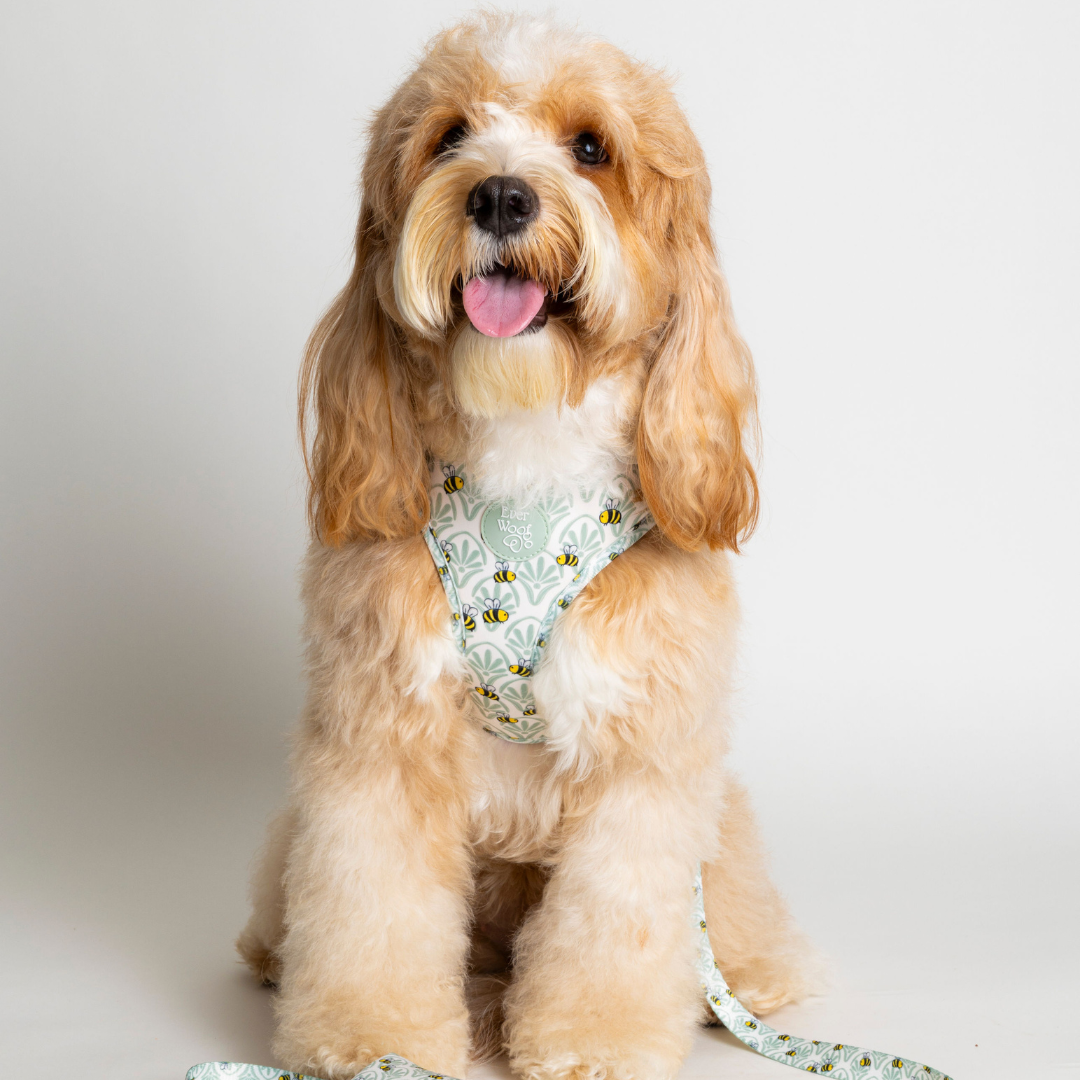 Pet Harness Harness Little Honey Adjustable Harness Essentia - close up product image for pet harness