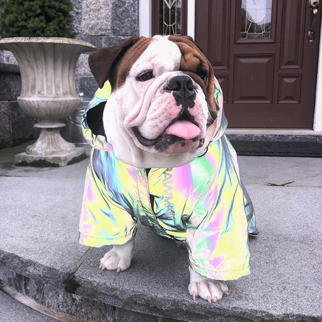 Windproof And Rainproof Stormtrooper Coat North Dog Face For - detail view